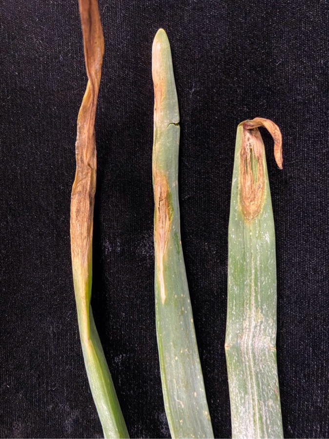 Tip dieback symptoms